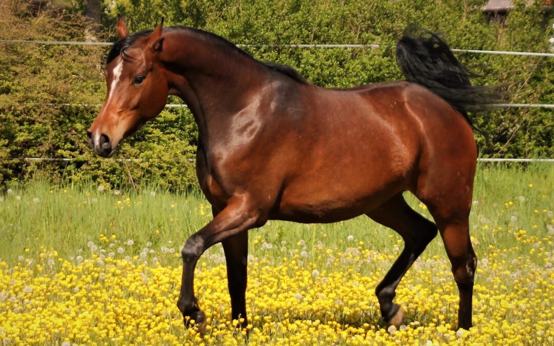 VZAP Verbandsprämie für MS Munirah