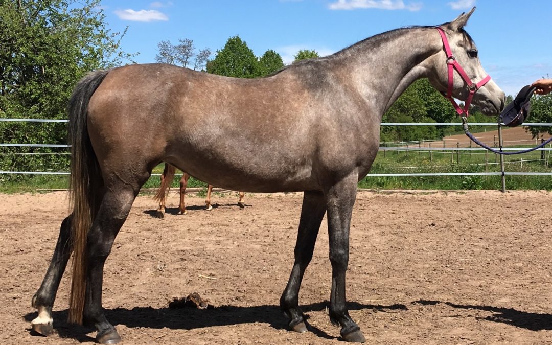 November 2020 MS Manolya ist umgezogen in ihr neues Zuhause