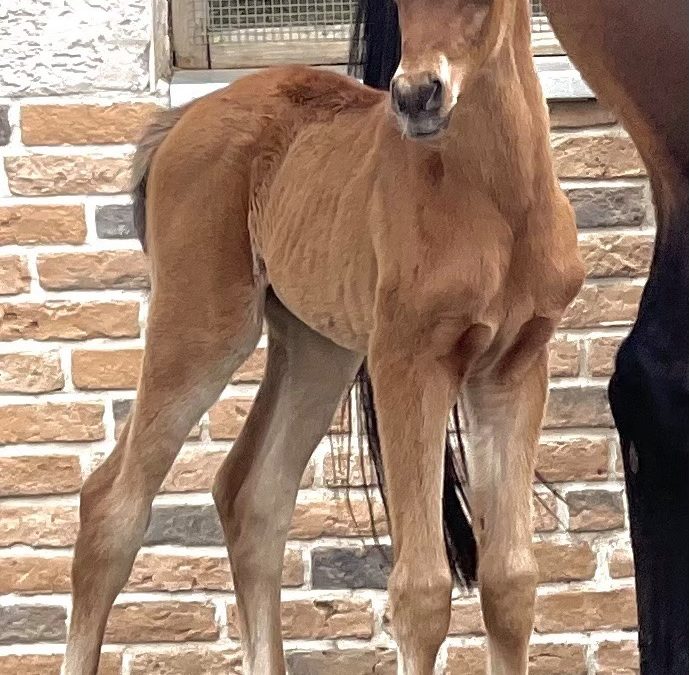 1. April 2021 Das erste A Magic Man of Kossack Fohlen ist ein brauner Hengst!