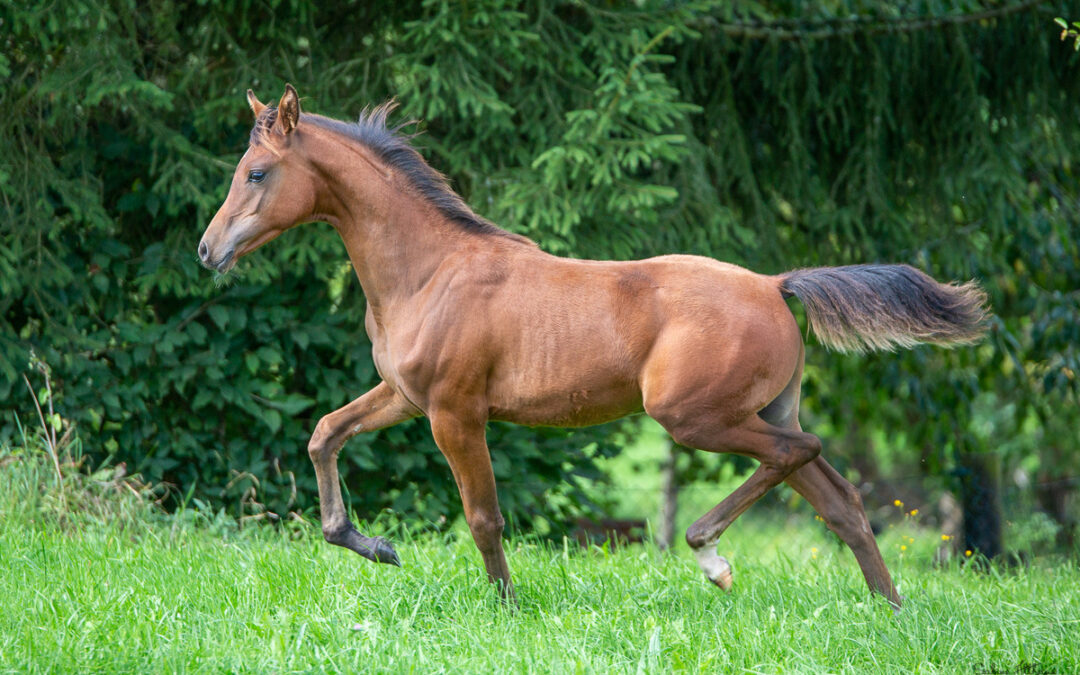 August 2021 Unsere Fohlen entwickeln sich