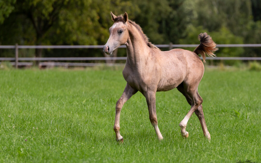 Wir gratulieren dem neuen Besitzer von HF Maraval!