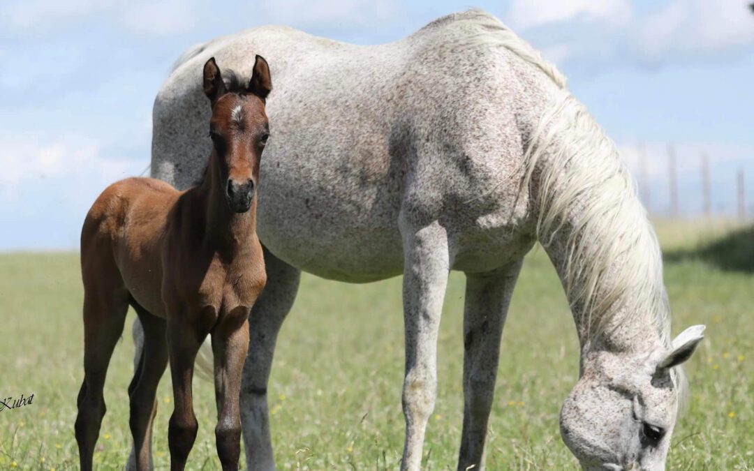 Kamerton Nachzucht 2022