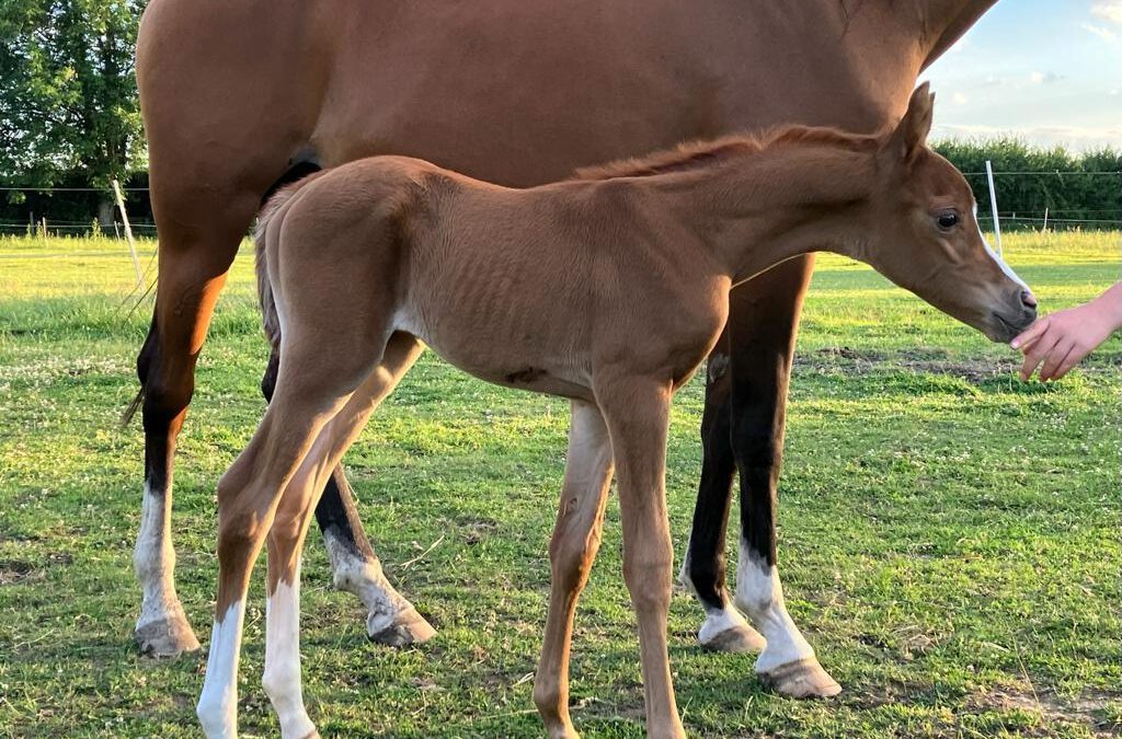 Und eine weitere Kamerton Tochter