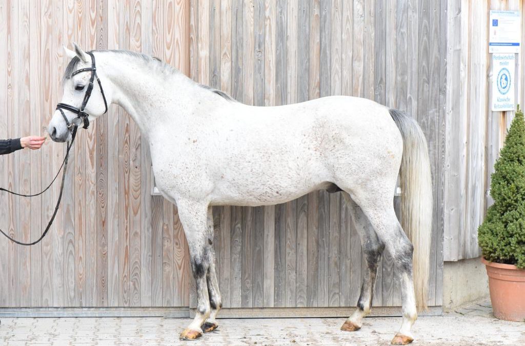 A Magic Man of Kossack