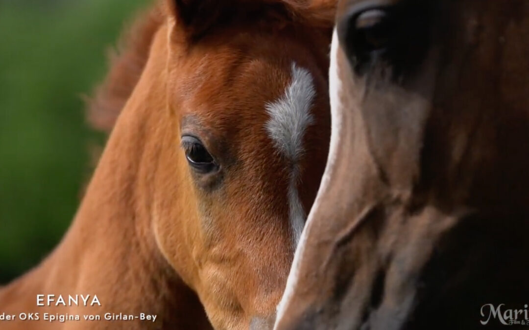 Video Fohlen Juni 2023
