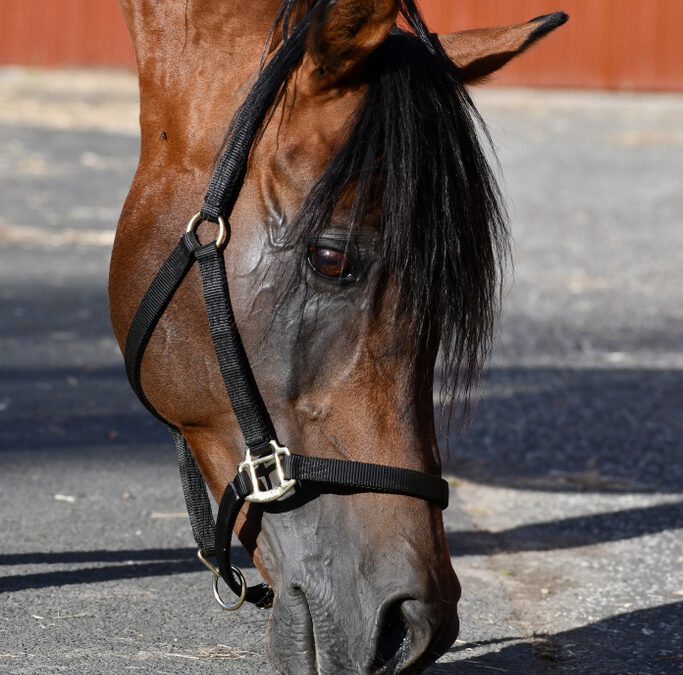 Unsere beiden Hengste