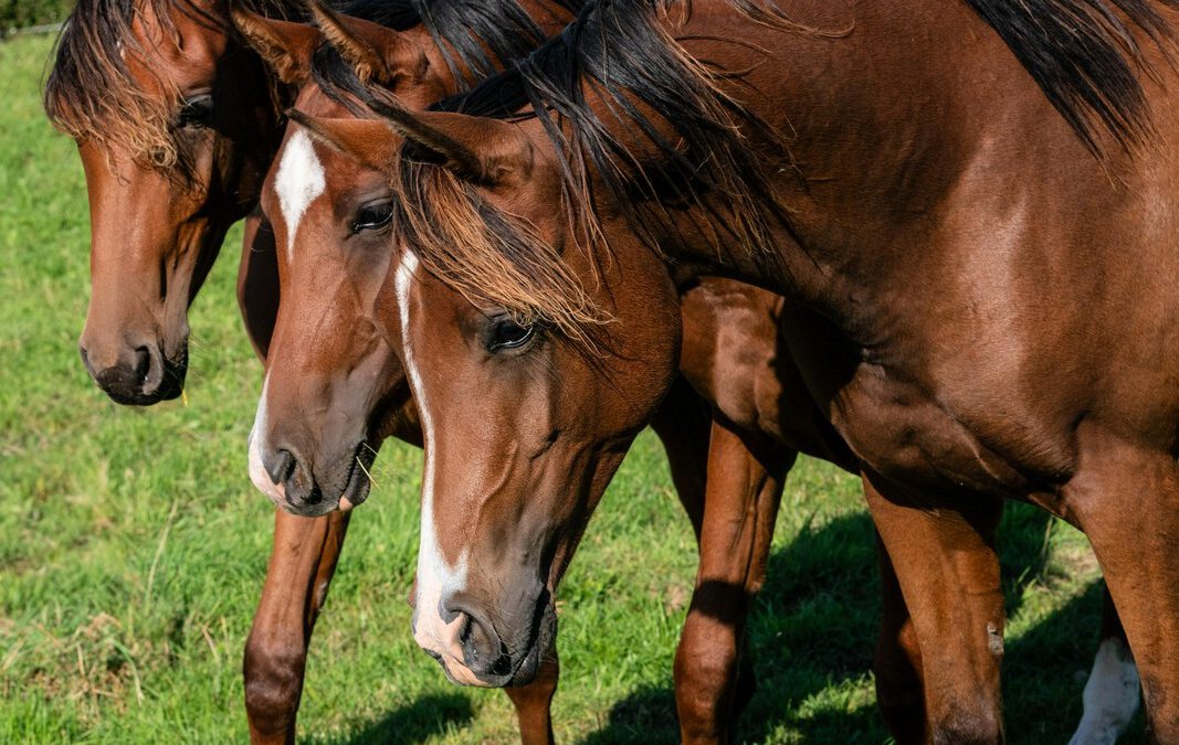 Jährlingshengste im Herbst