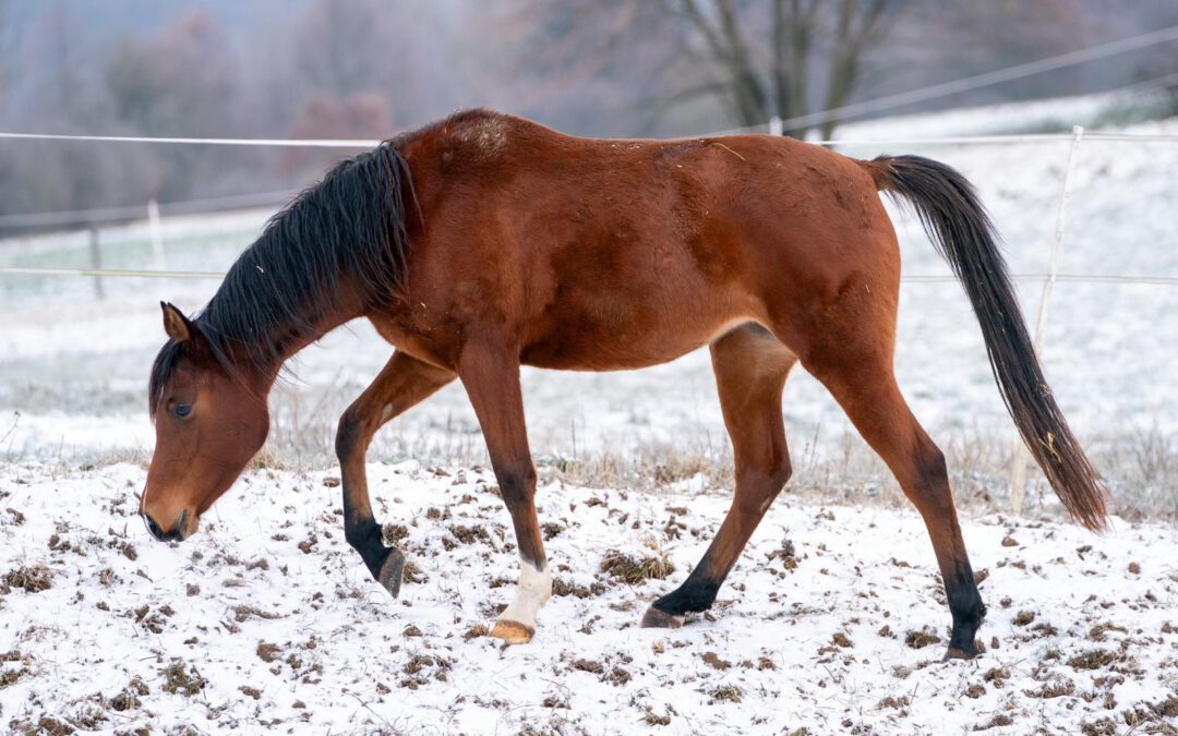 HF Mandana von Kamerton