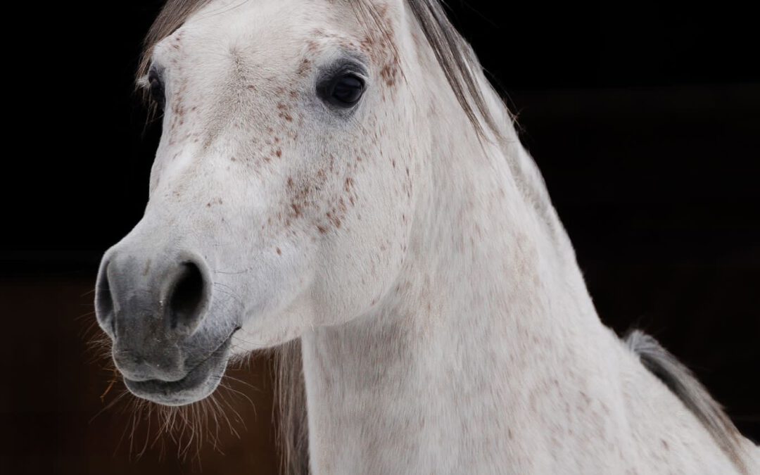 A Magic Man of Kossack im Januar 2024