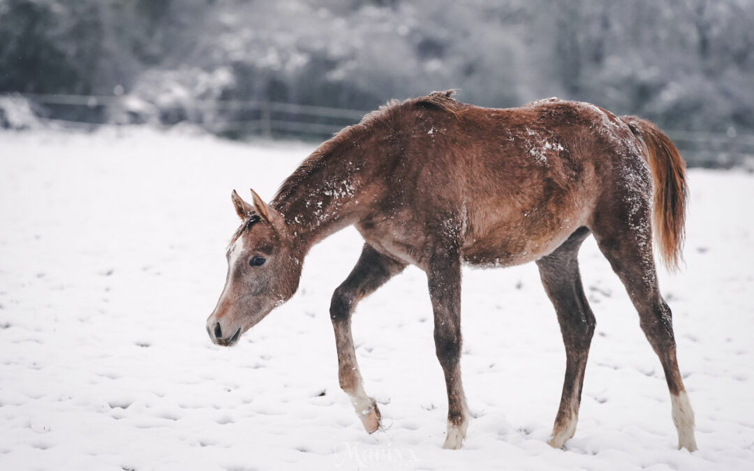 HF Marabella von A Magic Man of Kossack