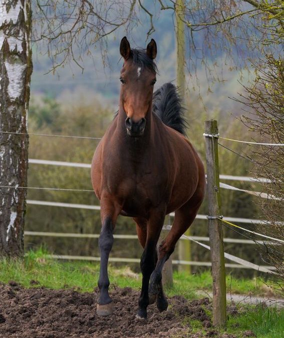 Ein kalter und nasser Winter weicht hoffentlich bald dem Frühling