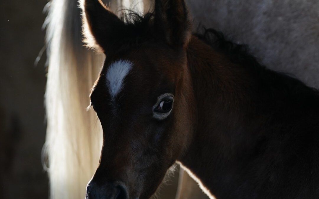 HF Marcella (VZAP Prämienfohlen)
