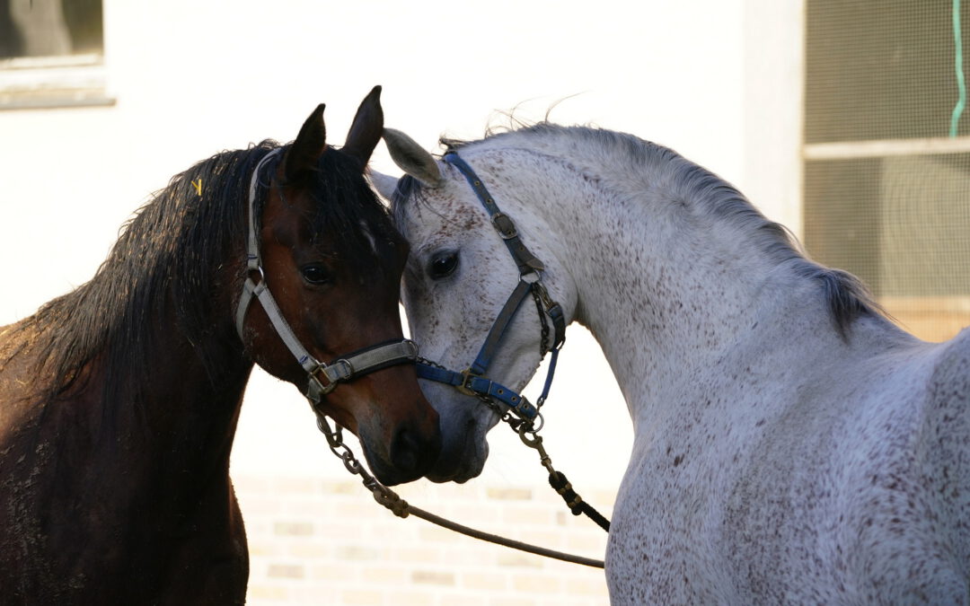 A Magic Man of Kossack macht einen tollen Job
