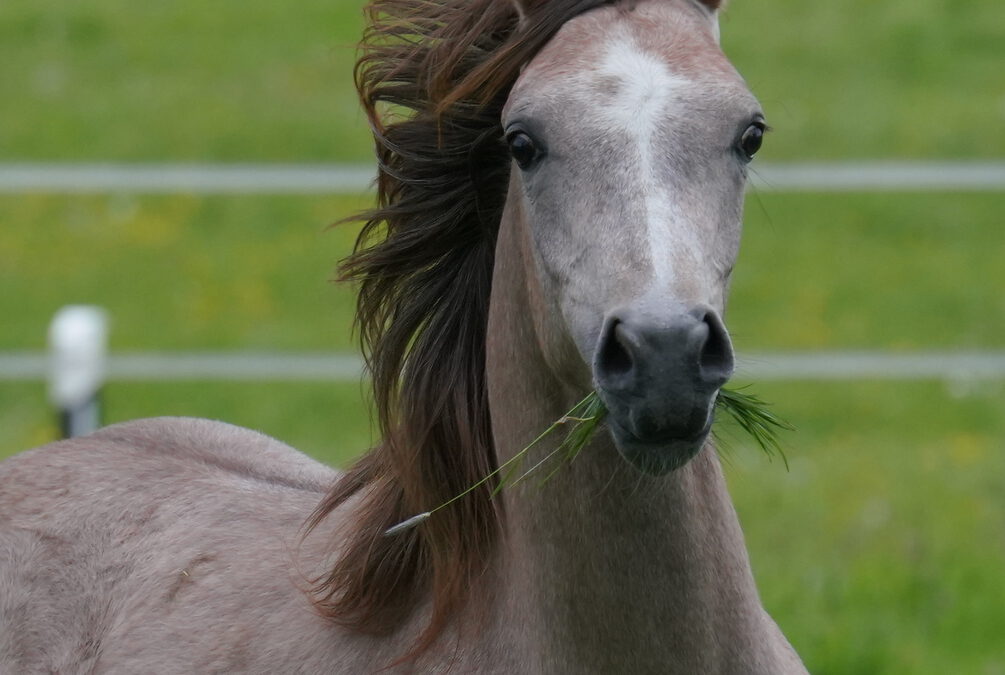 HF Marabella (VZAP Prämienfohlen)