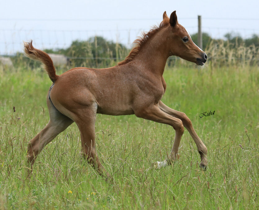 Persia R – Ein weiteres Stutfohlen!