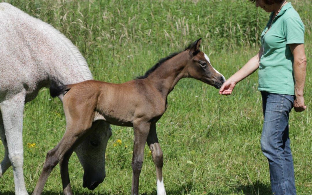 Kamerton hat gleich drei kleine Töchter bekommen!