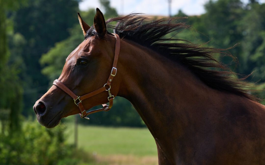 HF Malaysia (VZAP Prämienstute) (verkauft)