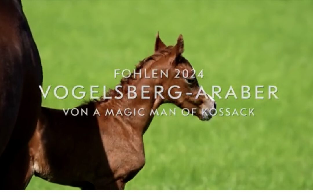 Da sind sie alle! Das Video findet man im Beitrag. Youtube link anklicken mit Ton.