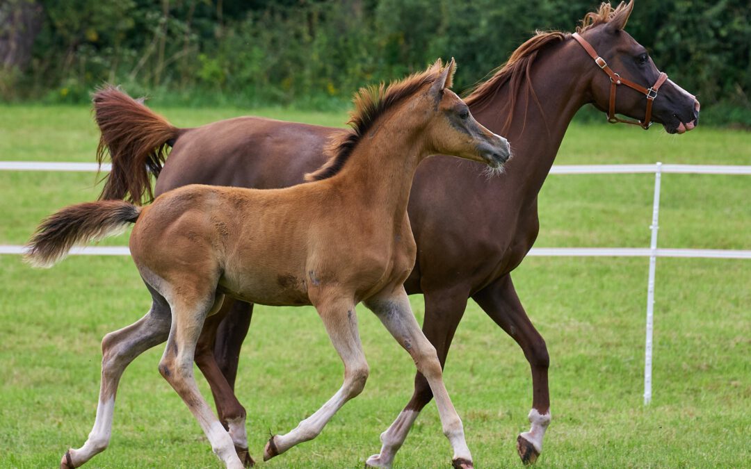 MS Elijah (VZAP Prämienfohlen)