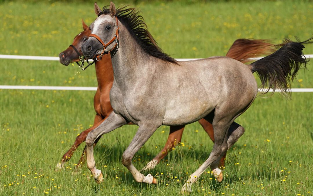 HF Martini folgt seiner Halbschwester nach Erbenhausen!