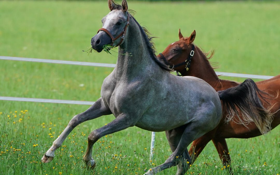 HF  Martini (VZAP Prämienfohlen)