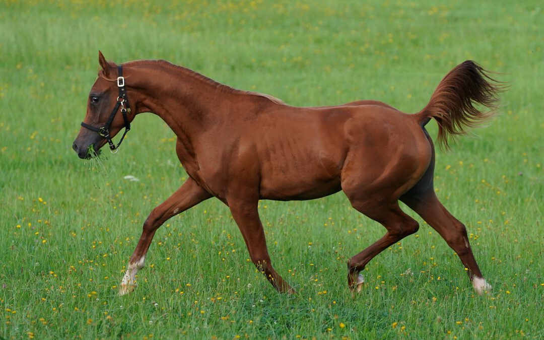 HF Martynas (VZAP Prämienfohlen)