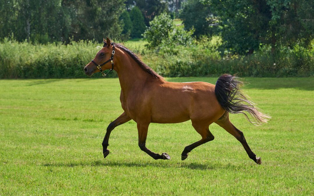 Karenina, unser „Lockenpferd“ ist jetzt ebenfalls in den besten Händen!