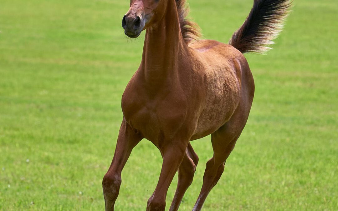 HF Malenica (VZAP Prämienfohlen)