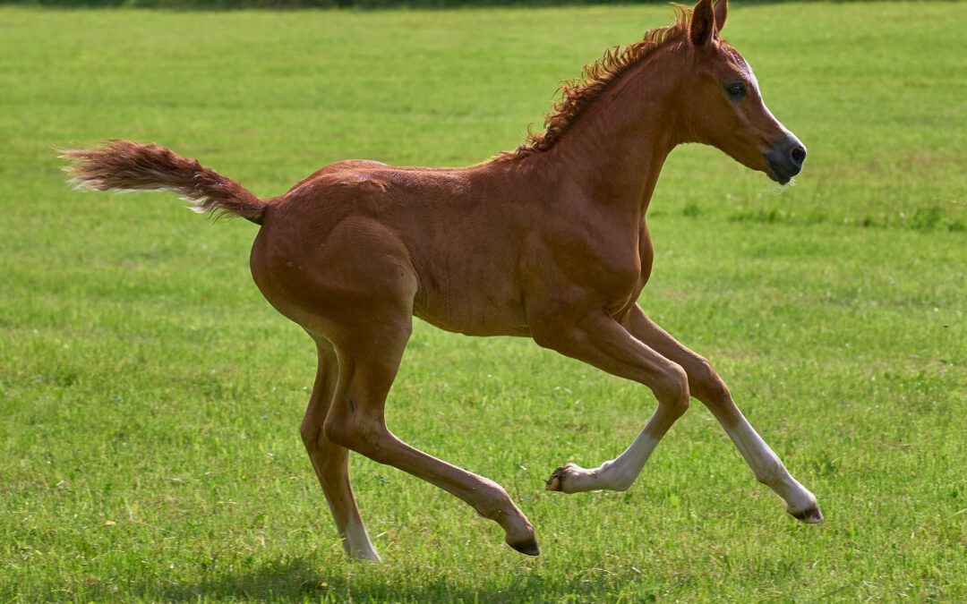 MS Misaya (VZAP Prämienfohlen)