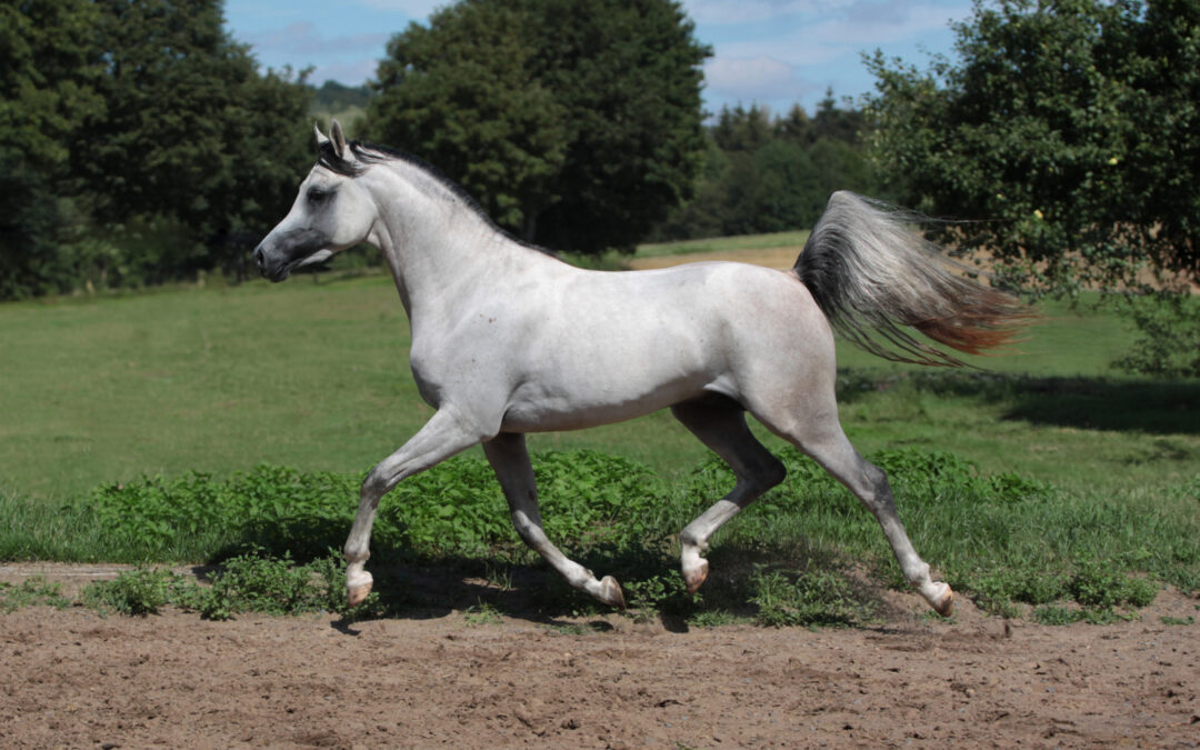 A Magic Man of Kossack (Verbandsprämie)