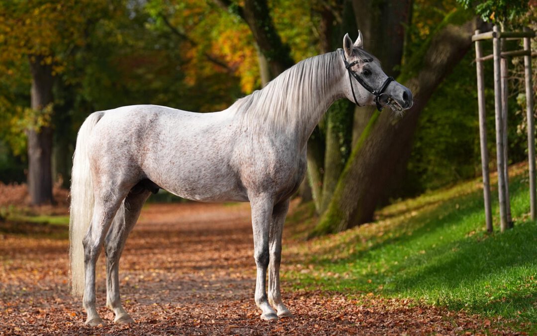 A Magic Man of Kossack in Kranichstein