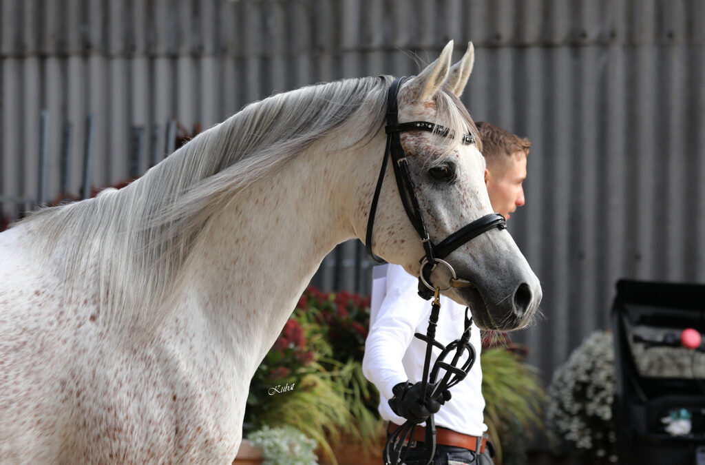 Video von A Magic Man of Kossack