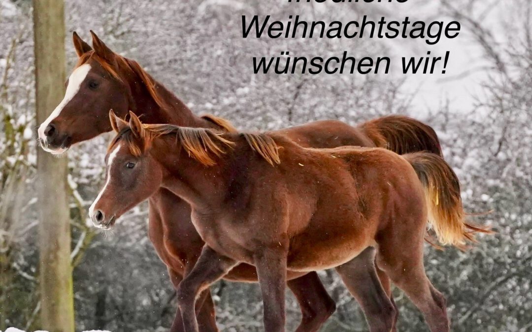 Unser Weihnachtsgruß 2024