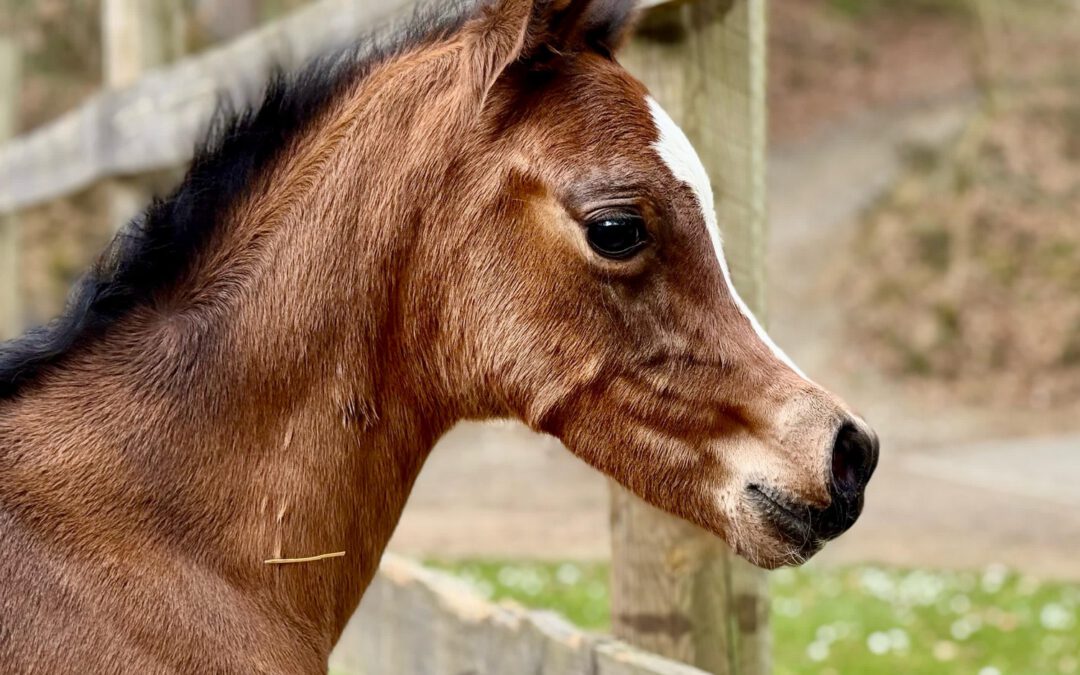 Wir gratulieren der Familie Pütz, Bornerhof