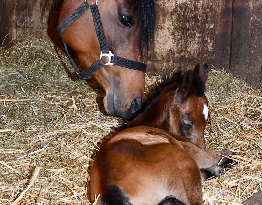 BH Macan, das 30. Fohlen von A Magic Man of Kossack