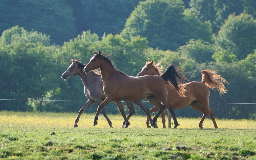 Drei Töchter von A Magic Man of Kossack