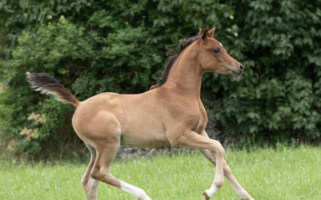 HF Meera (VZAP Prämienfohlen)