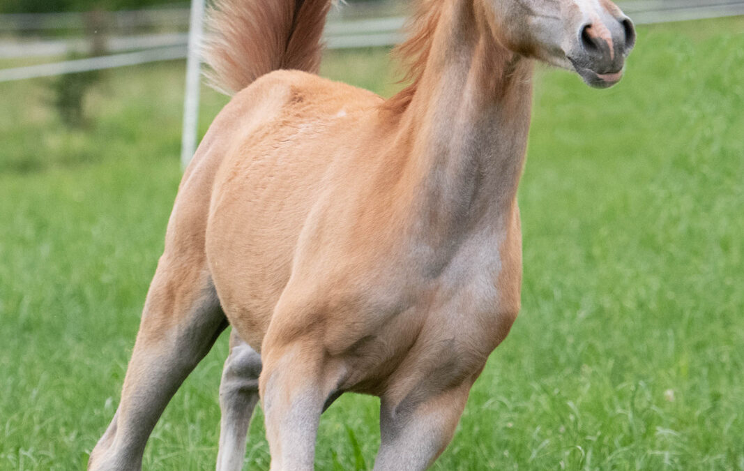 HF Macallan (VZAP Prämienfohlen)