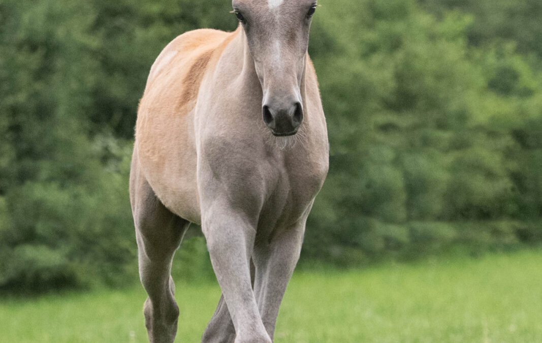 HF Medyka (VZAP Prämienfohlen)
