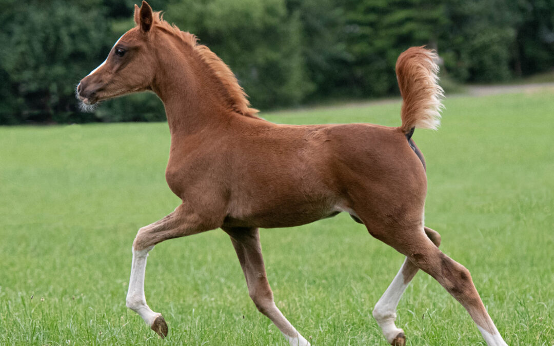 MS Elenya (VZAP Prämienfohlen)