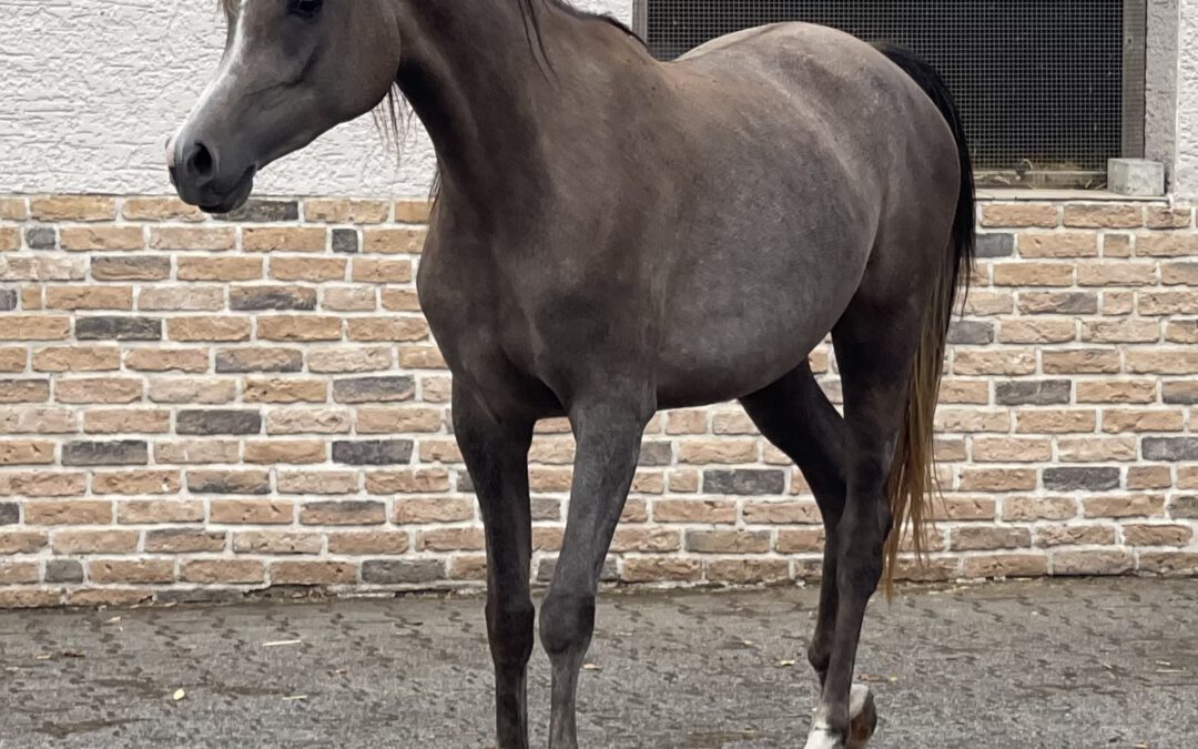 Efanya (VZAP Prämienfohlen)